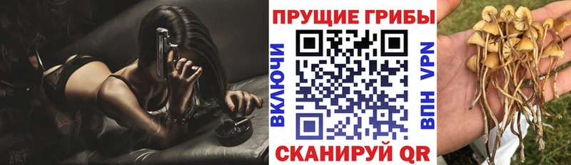 продажа наркотиков  Избербаш  Псилоцибиновые грибы MAGIC MUSHROOMS 